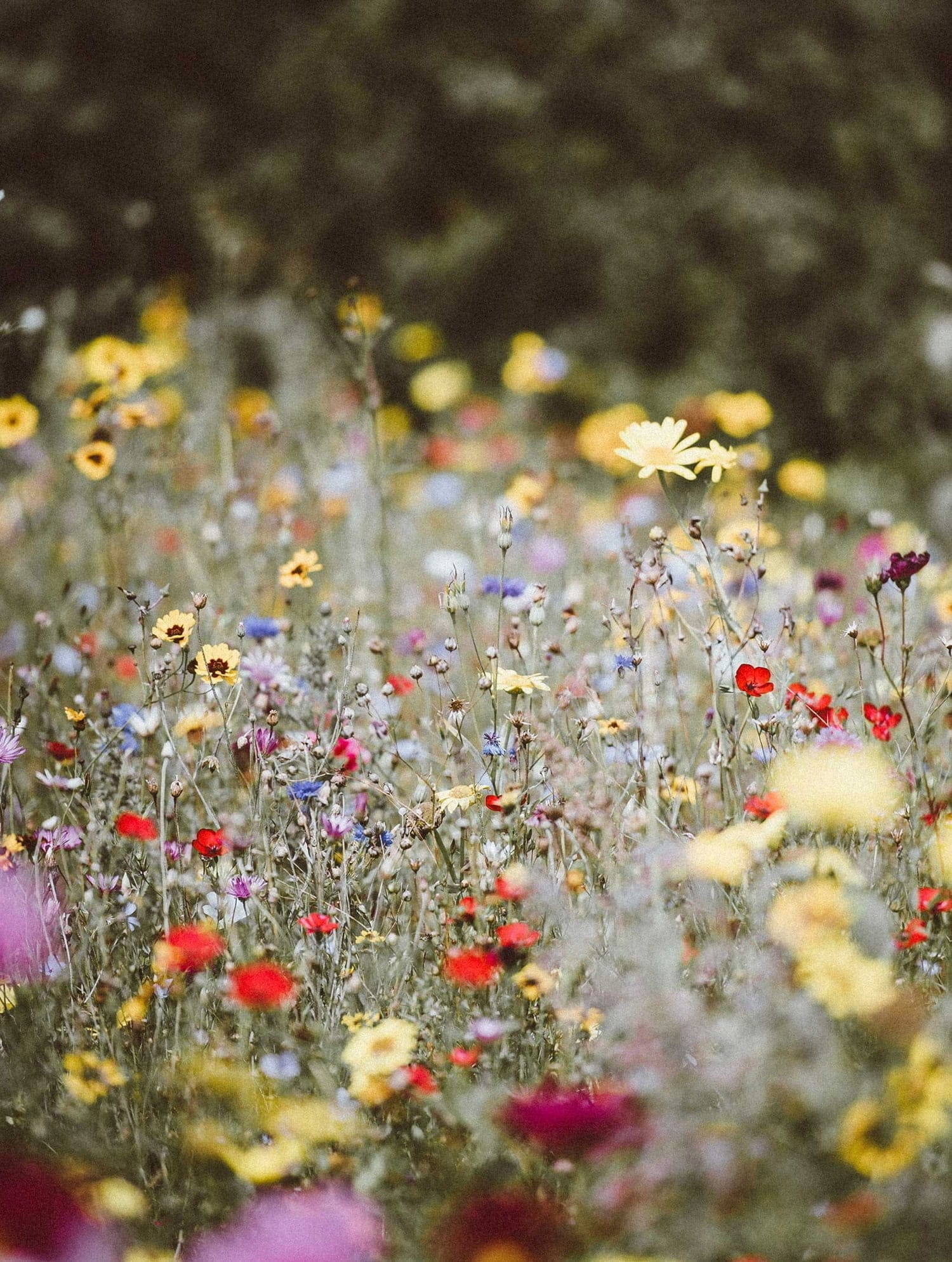 A mix of wildflowers planted in a garden showing how rewilding can also be done in your own backyard