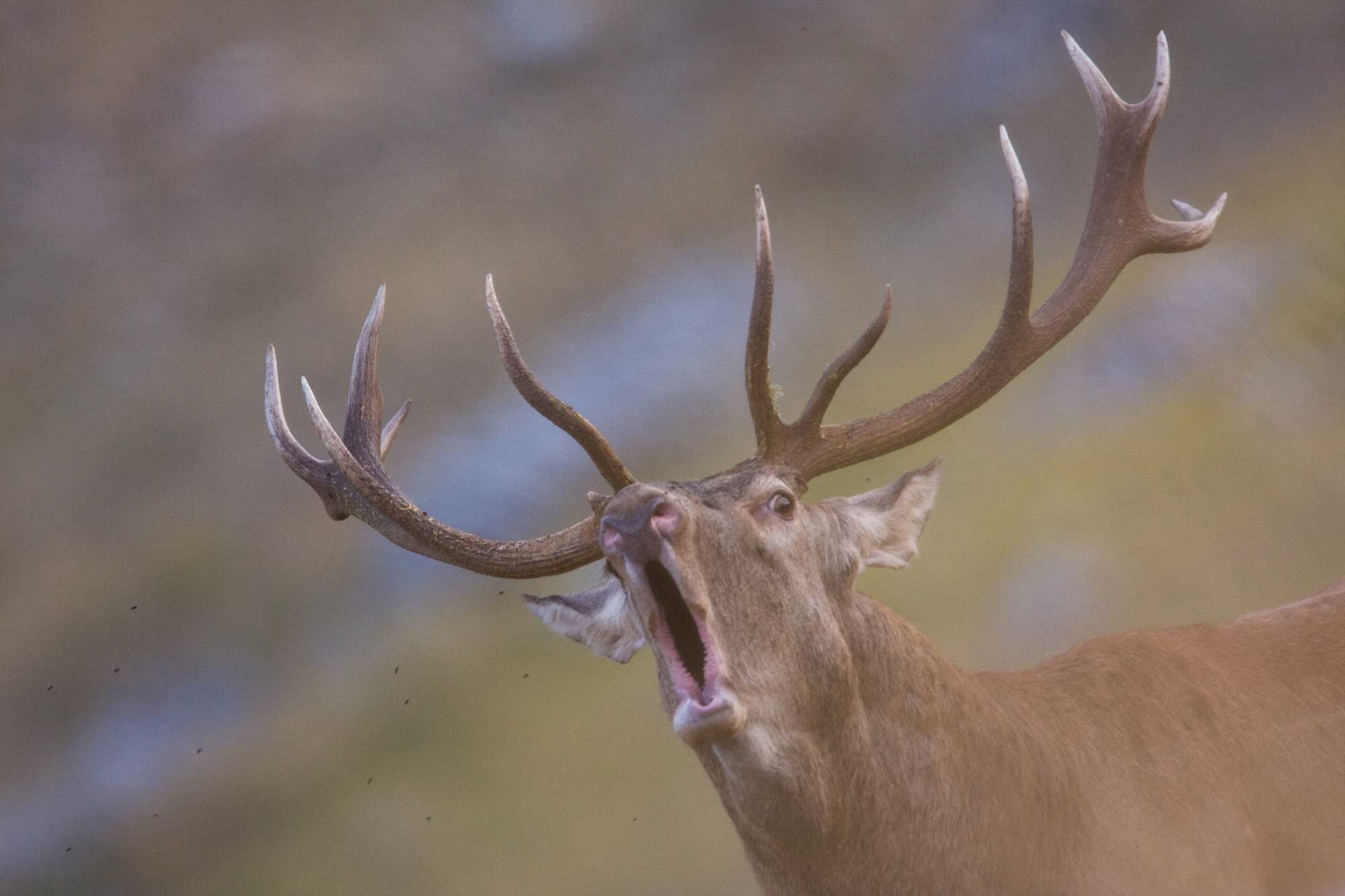 A red deer doing a mating call. An example of one of the species being protected by rewilding efforts made in Europe.