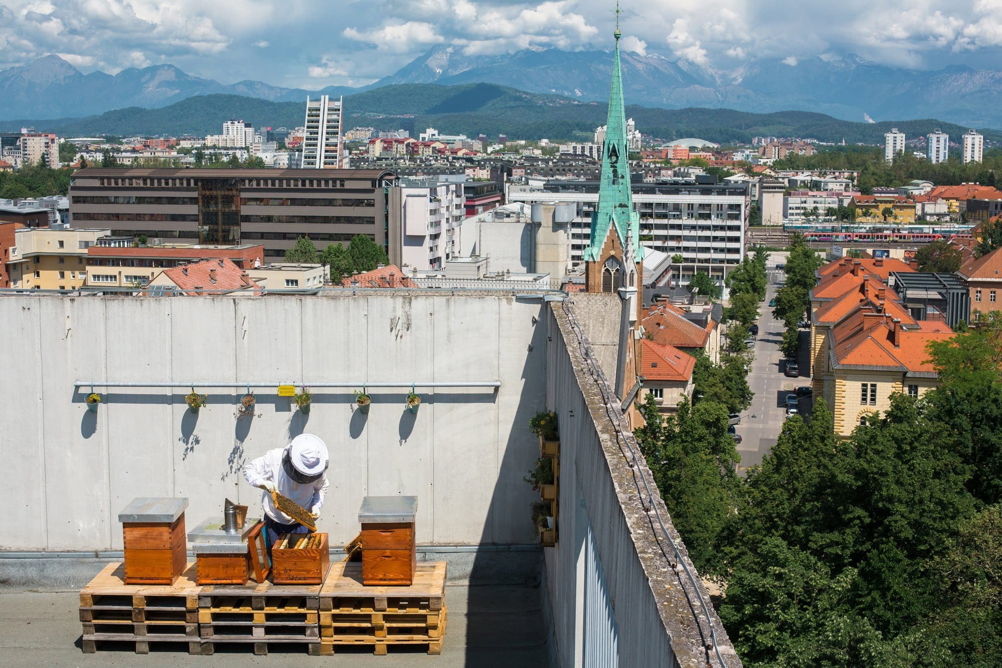 beekeeper on roof in a sustainable city named ljubljana