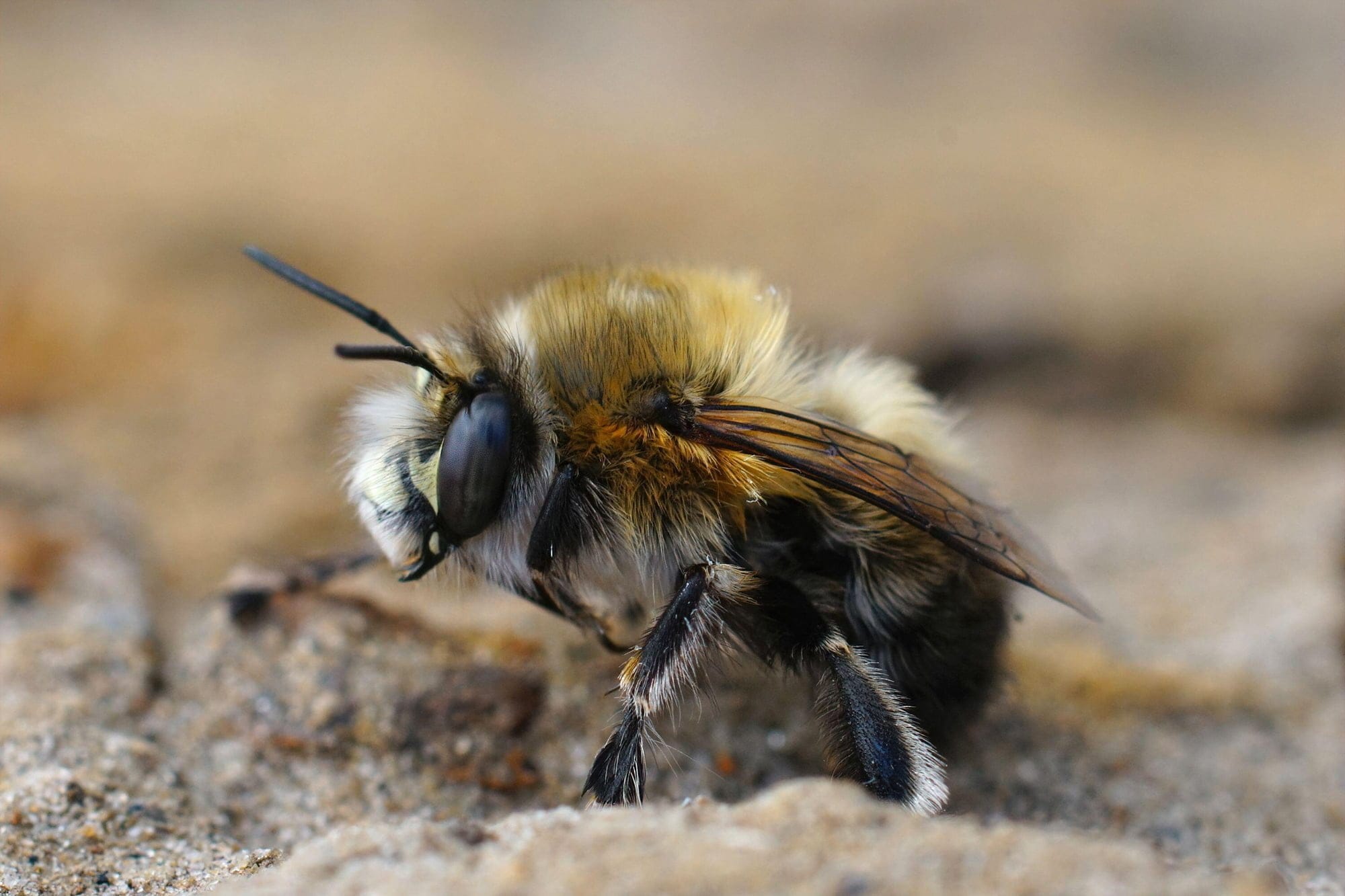 closeup of a bee in dave goulson garden