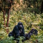 Two gorillas sitting in the jungle. Tehanu