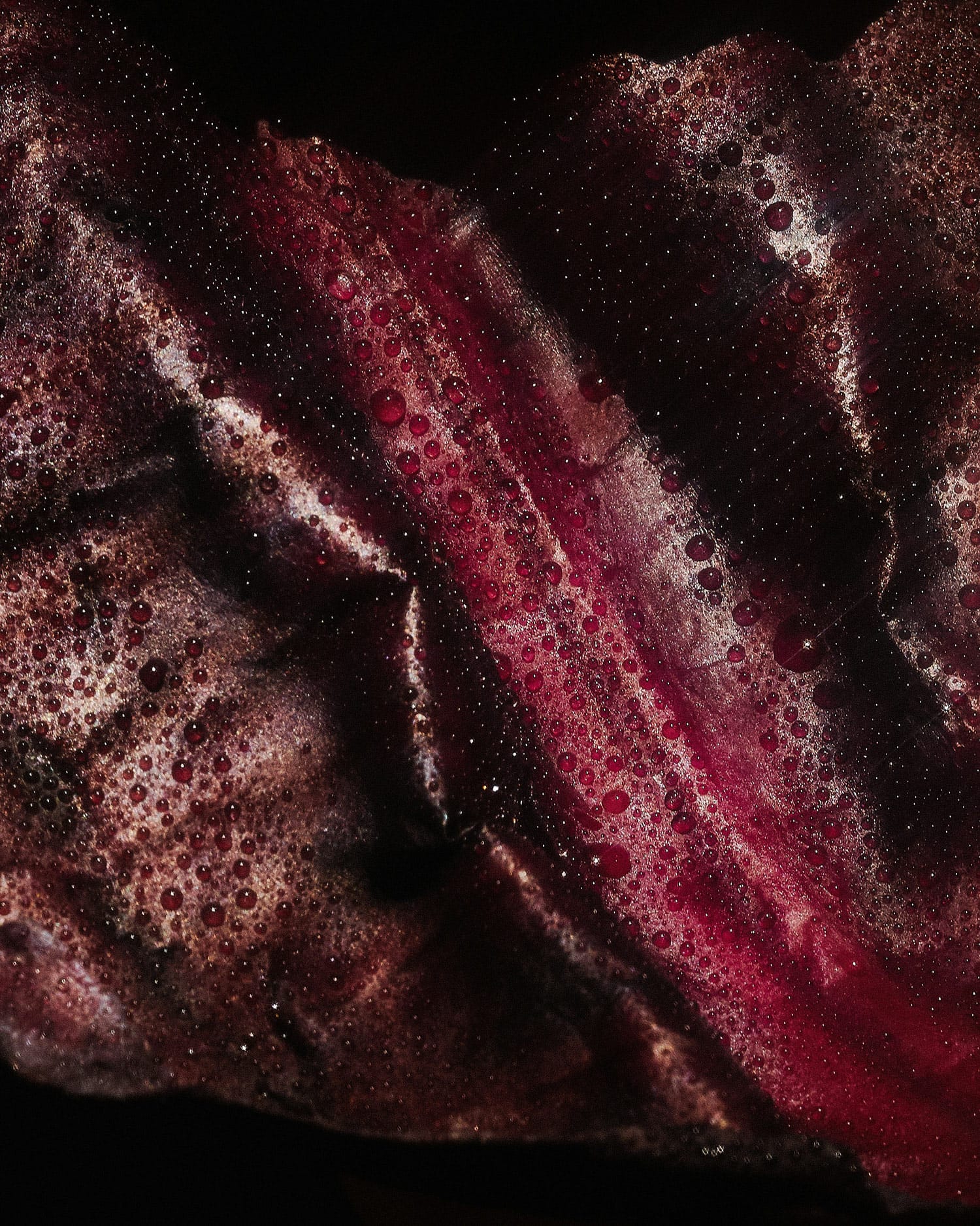 Grow your own food close up of red cabbage.