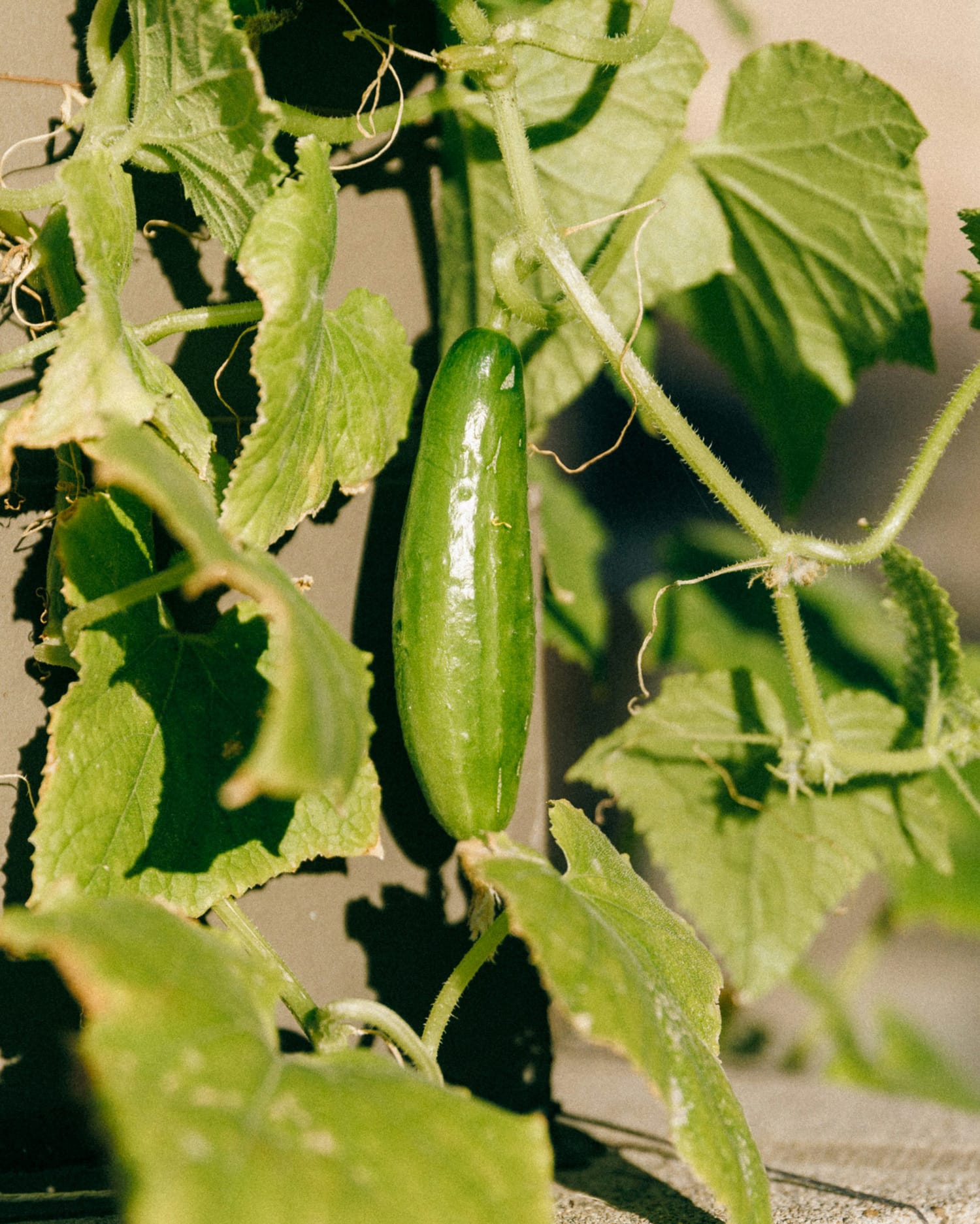 Homegrown cucumber