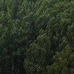 the language of tree is a book about interconnectedness between humans and nature