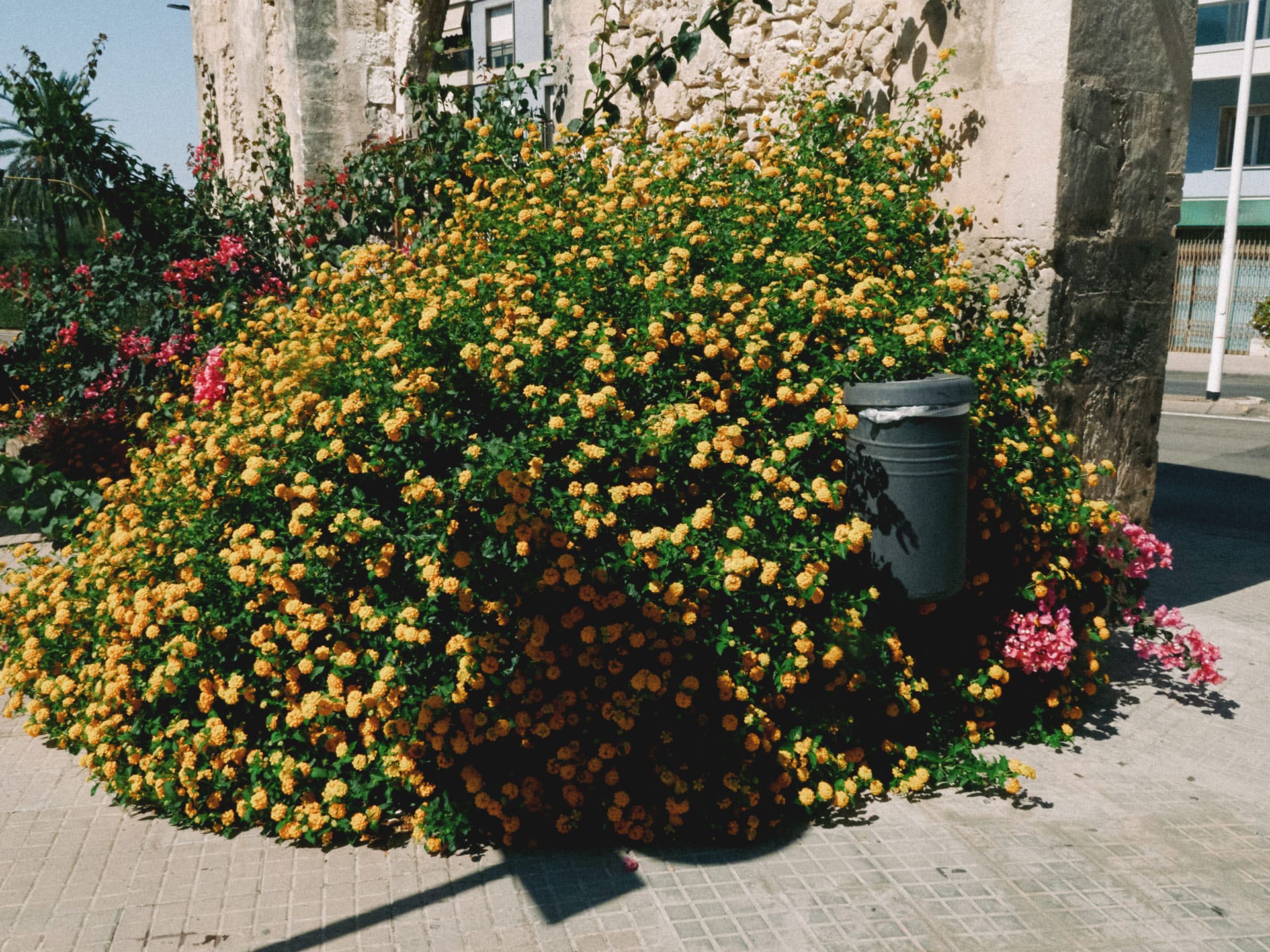 A bush with yellow flowers growing out on the pavement. an example of urban rewilding where you make room for nature.