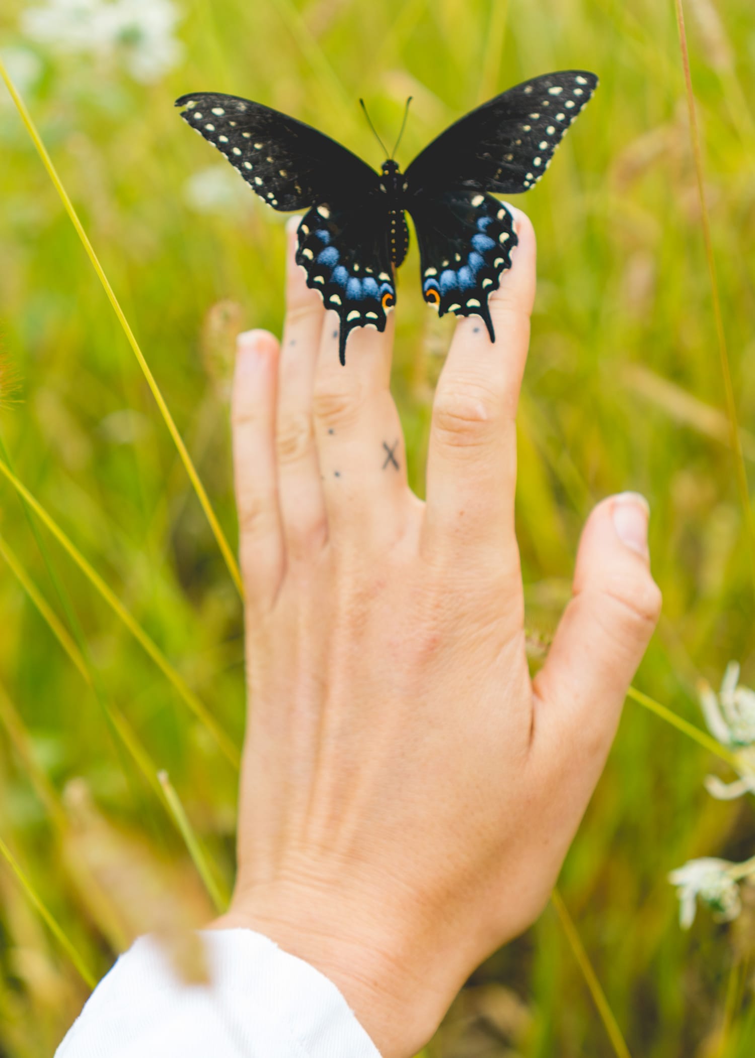 Close up og a hand with a black and blue butterfly sitting on the tip of the persons fingers. Madeline Cass