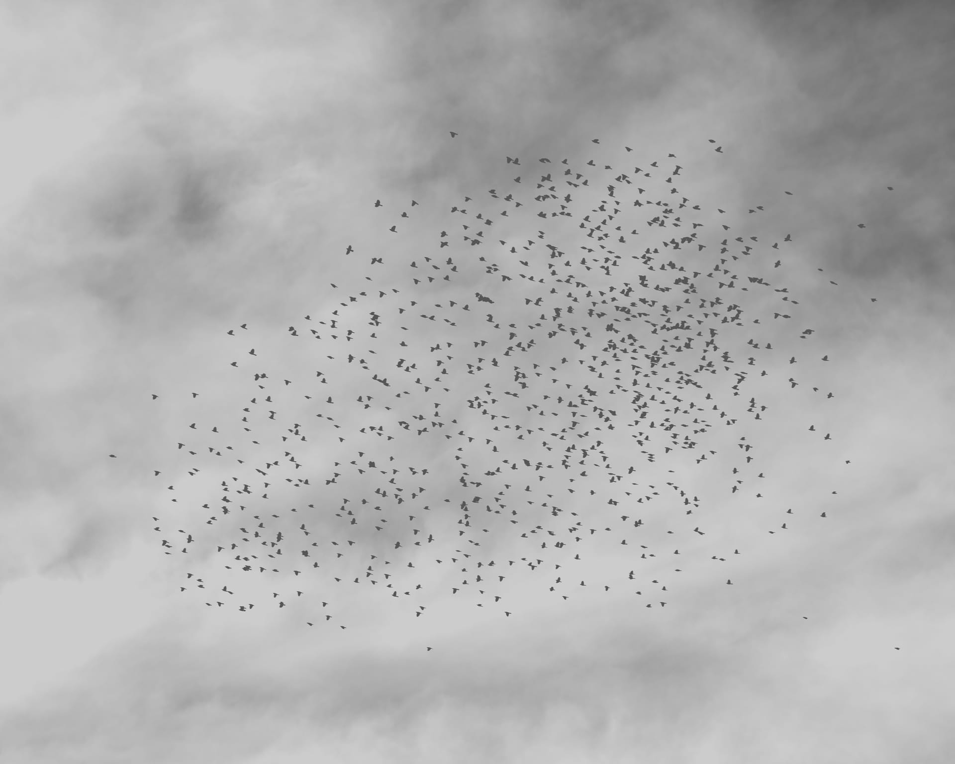 A flock of birds flying. Madeline Cass