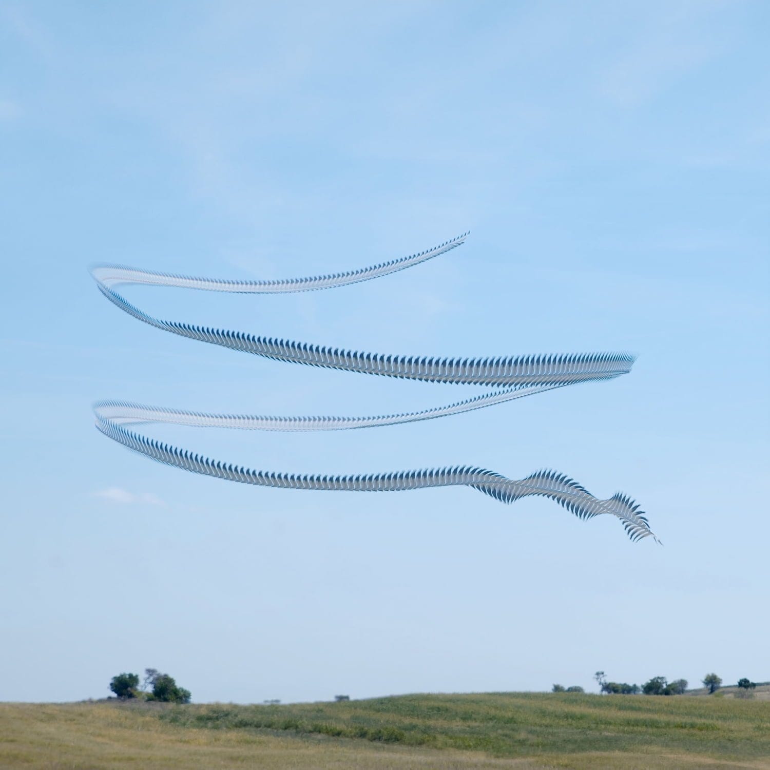 bird patterns sky ornithography xavi bou bird photography