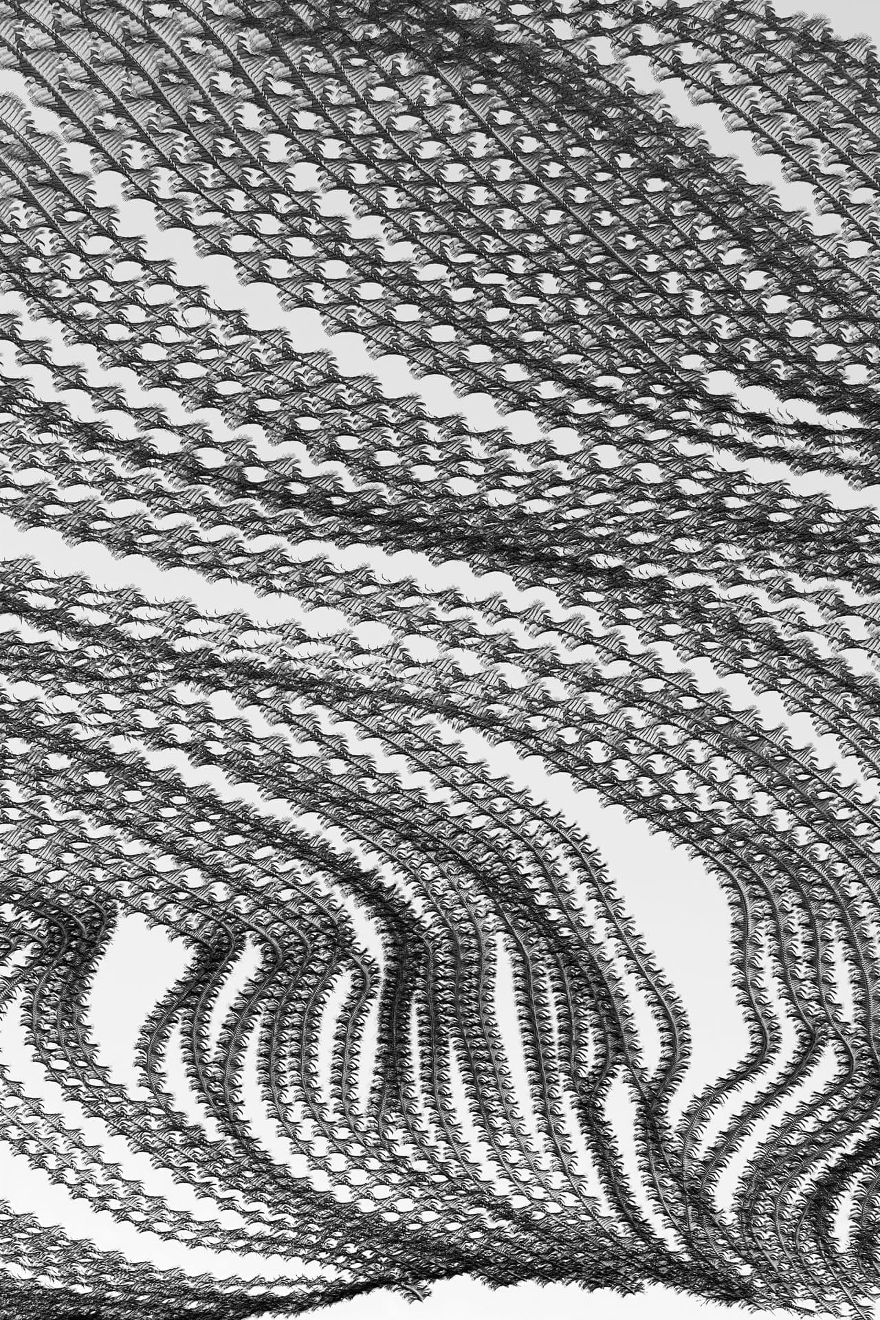 bird patterns sky ornithography xavi bou bird photography