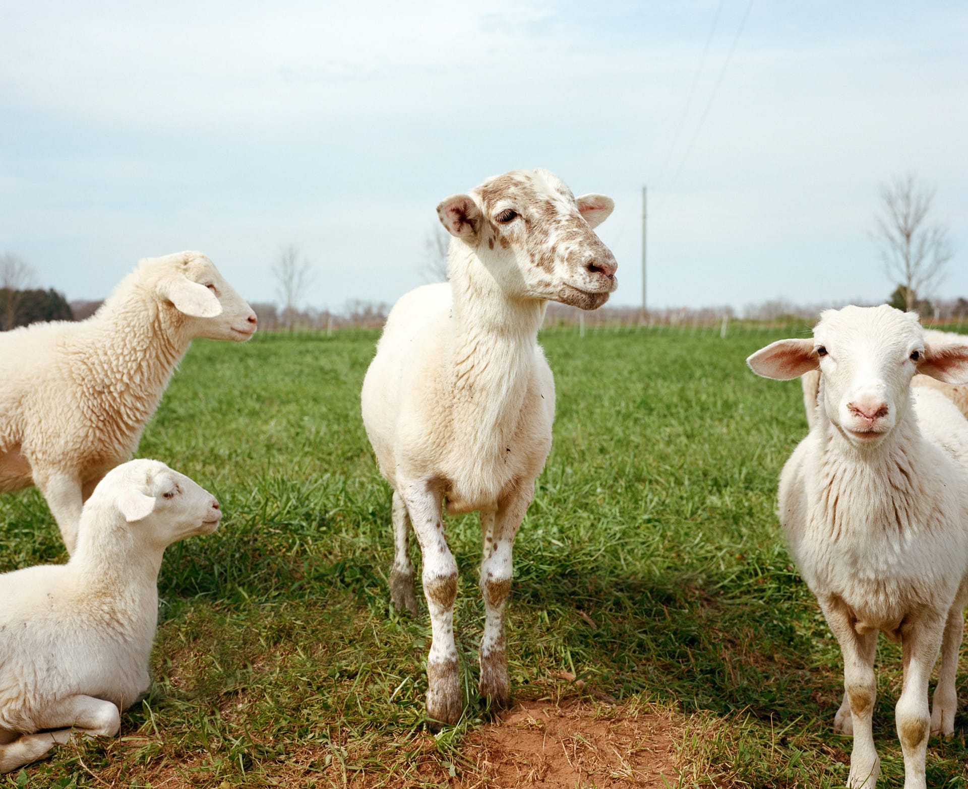 A flock of sheep at White Oak Pastures.