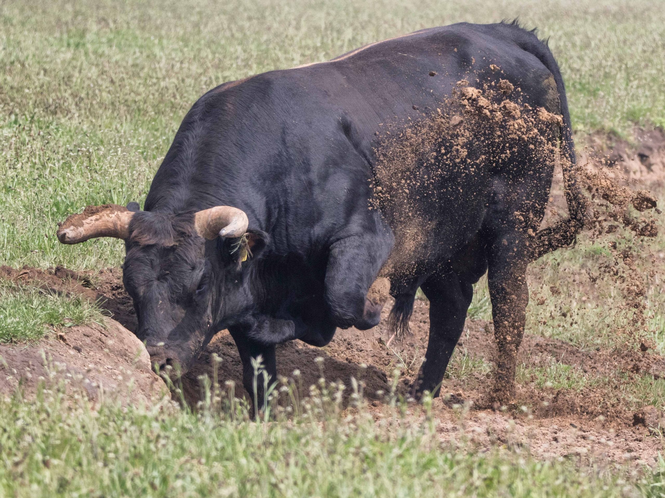 ox digging