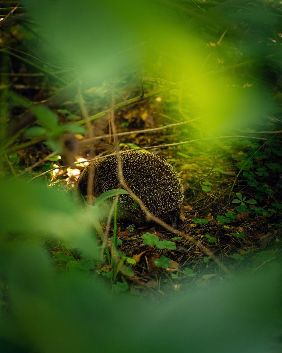 hedgehog