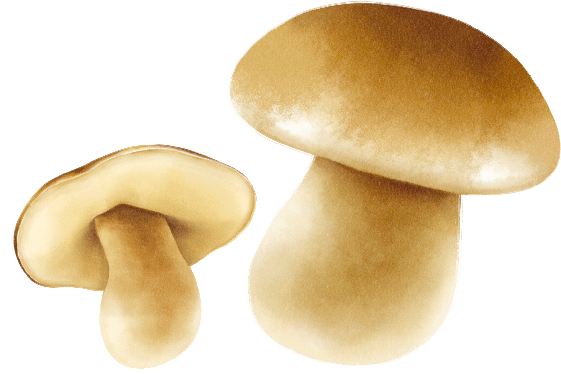 most sustainable vegetables mushrooms